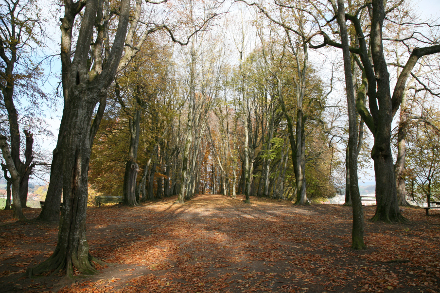 Waldkathedrale